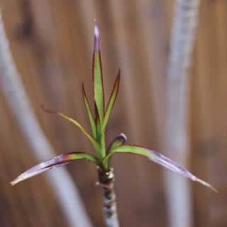 Single shoot of a multiplied dragon plant