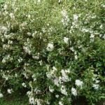Flowering daisy shrub, a tree that bears beautiful flowers