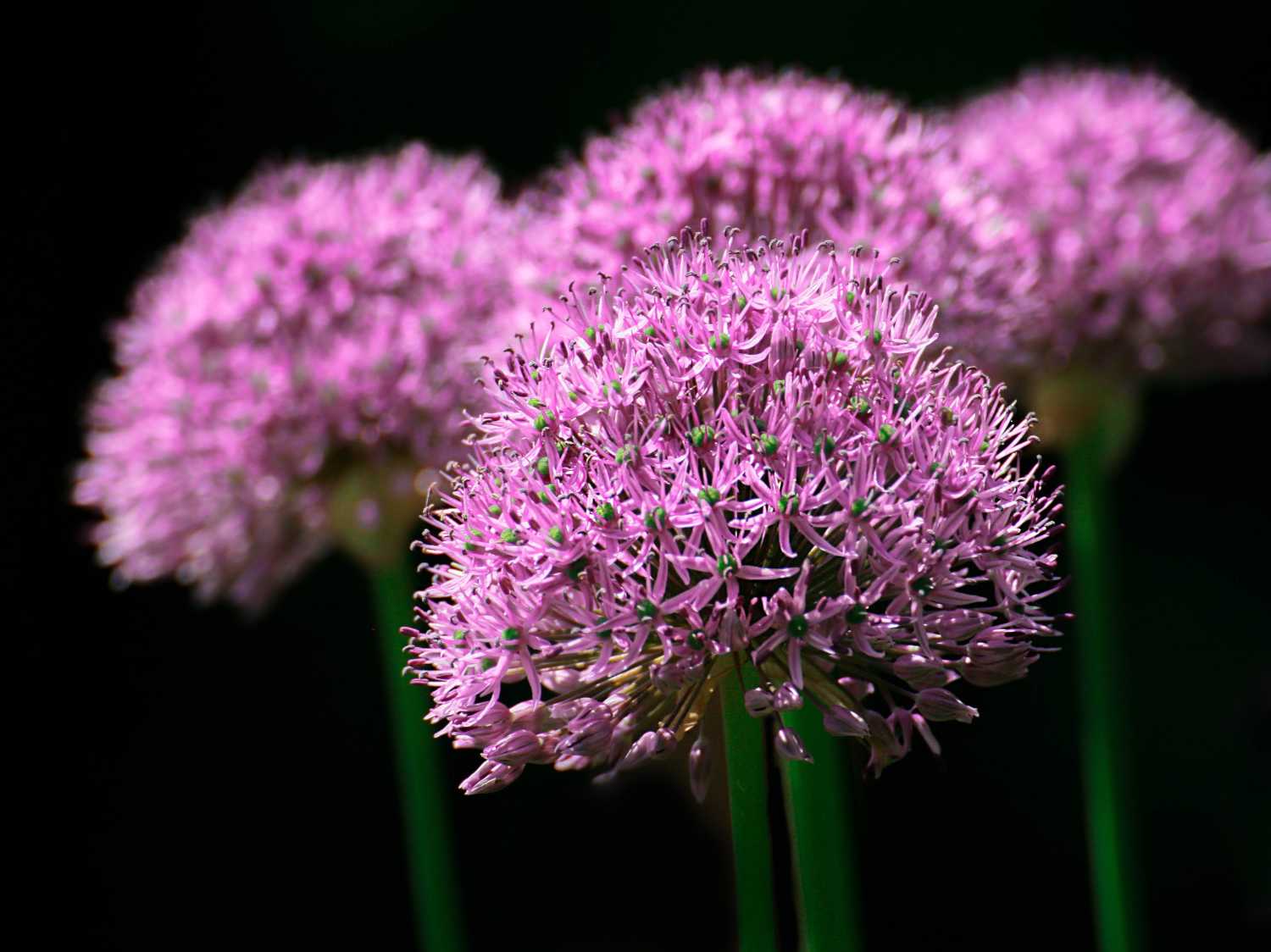 Ornamental onion, a beautiful garden flower