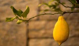 Potted lemon tree outside in winter near a warm wall