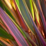 Phormium leaves with many colors