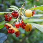 Seed pods of pittosporum tobira