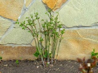 Clematis planting