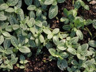 Fittonia planting