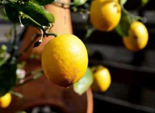 Indoor potted lemon in the house for the winter