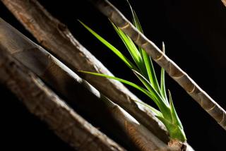 Dracaena marginata propagation