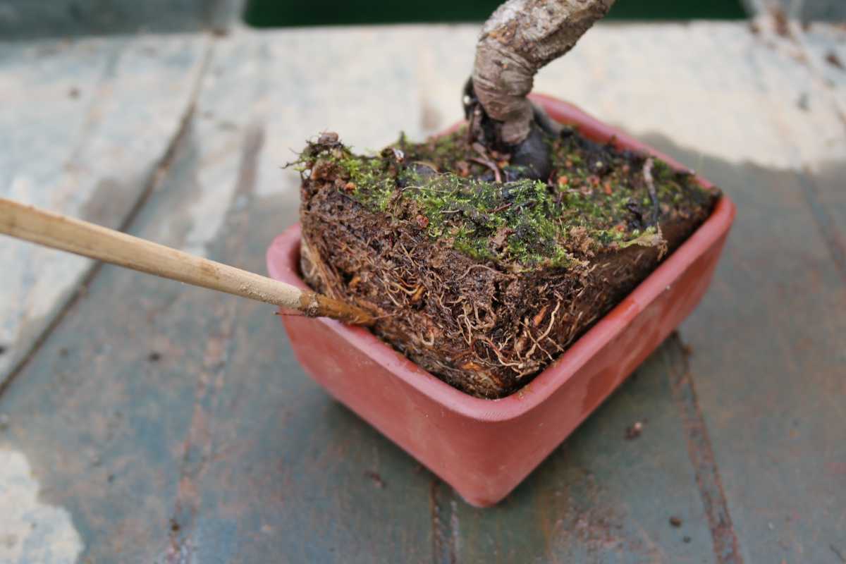 Repotting a bonsai in 5 simple steps