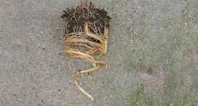 Rootbound dragon plant freed from its pot