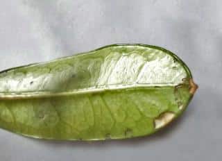 Symptoms of thrips on stephanotis include silver patches