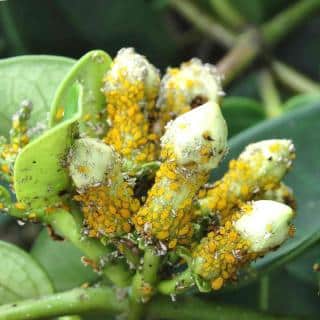 Aphids invade stephanotis flower buds