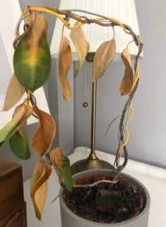 Yellow leaves are very often a symptom of overwatering