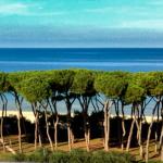 Stone pine tall shade giver near the beach