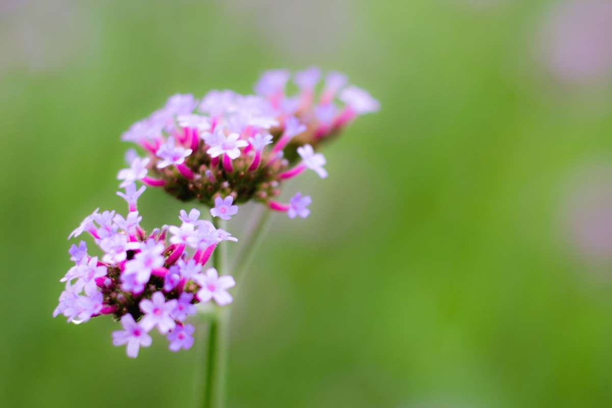 Stem with cluster of Argentinian verbena flowers