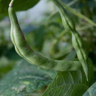 Young beans with spots on the pods signalling some type of bean blight