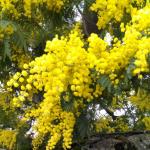 Mimosa flowers shining like gold