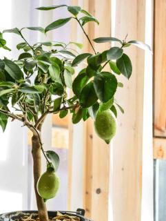 Room temperature for lemon trees brought indoors