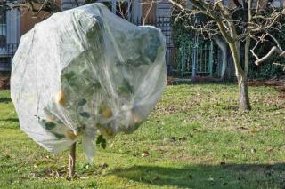 Lemon tree wrapped up in winterizing fleece