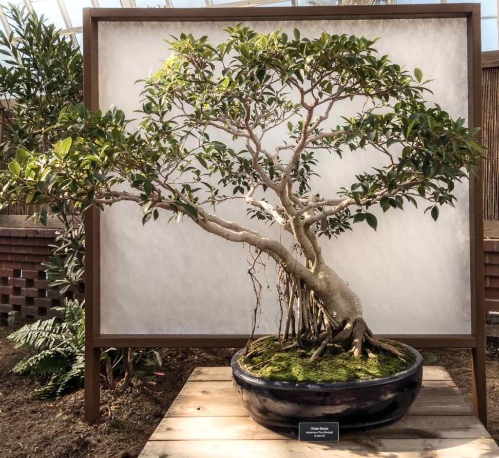 Large Banyan tree ficus bonsai with signage