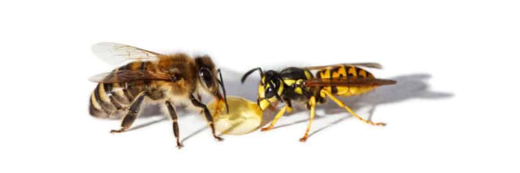 Bee on the left, wasp on the right, both sipping a drop of honey