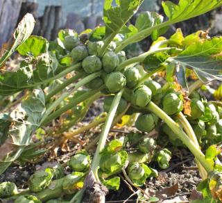 Brussel sprout with heads forming during a dry spell