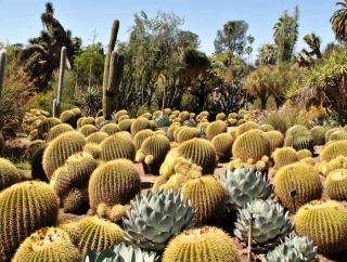 A cactus garden won't need watering