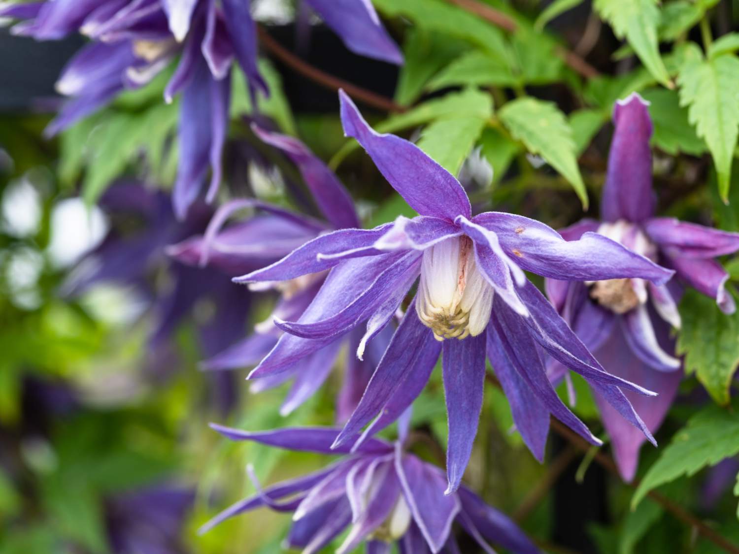 clematis alpina