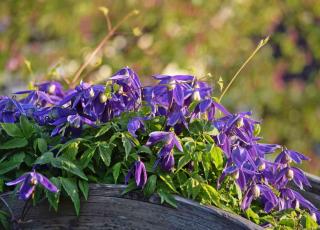 Planting tips for Clematis alpina, with trellis and arbor