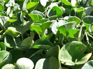 Dichondra leaves, close-up