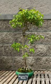 Ficus benjamina is better suited for taller, upright bonsai
