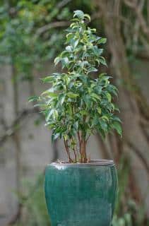 Small-leaf Ficus benjamina bonsai of the 'Nastaja' variety