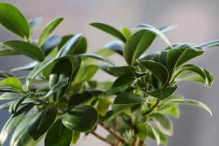 Ficus ginseng is actually a mix of other ficus species, but it grows into great bonsai