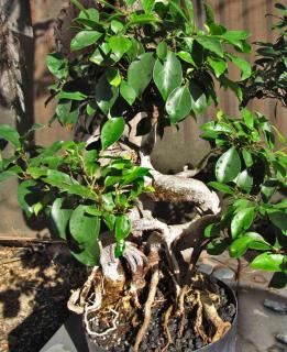 Ficus microcarpa grows smallish leaves and a gnarly trunk, perfect for bonsai