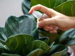 Moisture needs of fiddle leaf