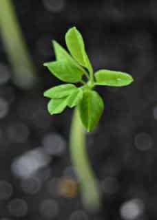 Sprouting moringa seed