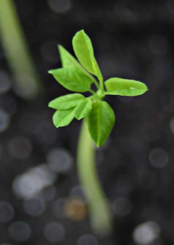 Sprouting moringa seed
