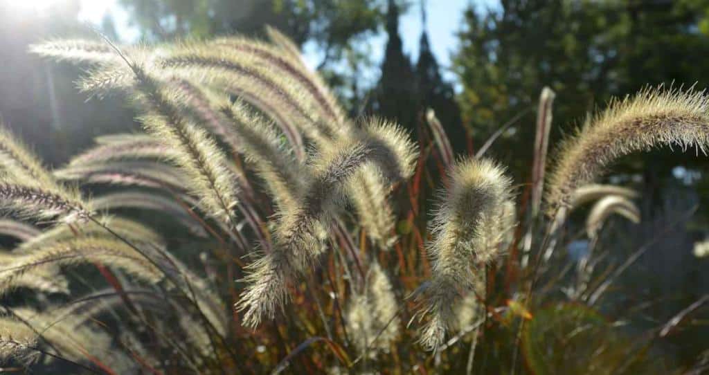 Grasses hanging over