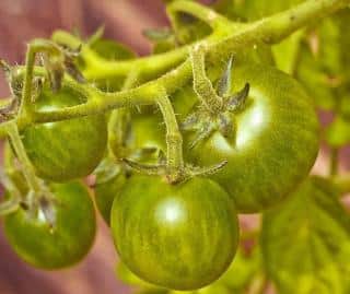 Green tomato not yet ripe