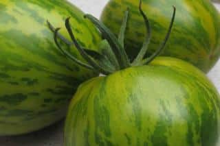 Three green zebra tomatoes