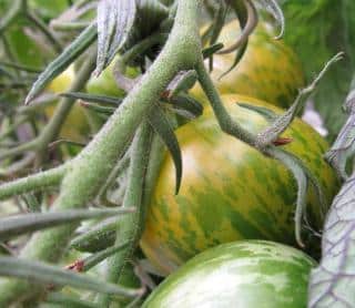 When to harvest a green zebra? When it gets a red tinge