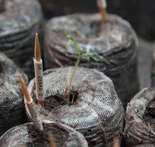 Sprouts of a green zebra tomato plant