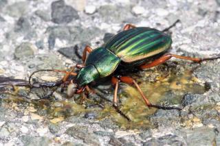 Pest control: ground beetle eating a slug