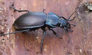 Shelter and food will attract and retain ground beetles