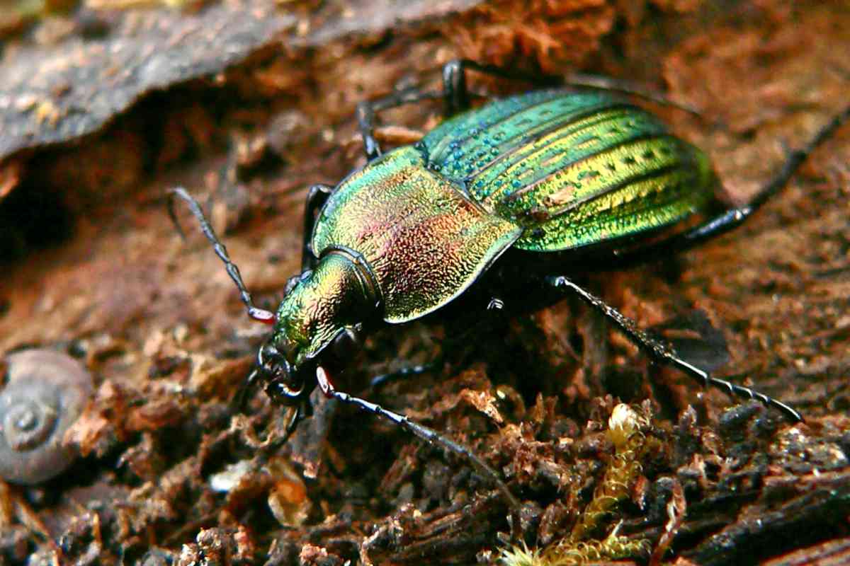 Ground beetle with metallic colors