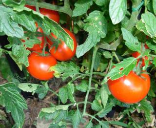 Growing tomato with no pruning requires more space