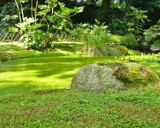 Helxine in the foreground covering the ground