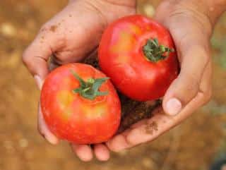 Hands holding two tomatoes