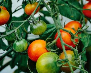 how to make tomatoes red