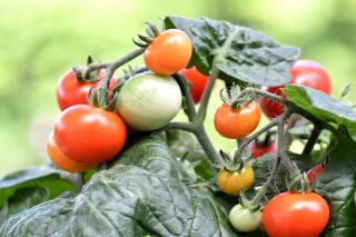 Steps and guidance to prune a cherry tomato plant like this one