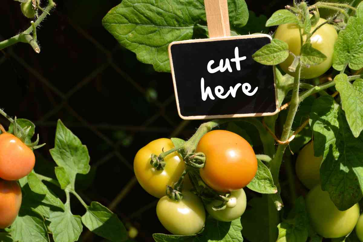 Tips and tricks to get the pruning of your tomato plants right