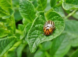 A clear picture of a potato beetle on a leaf